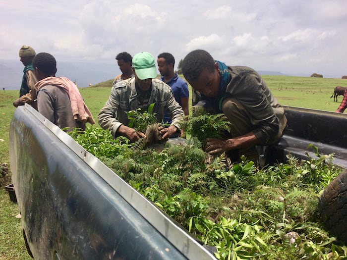 An ADHENO tree nursery